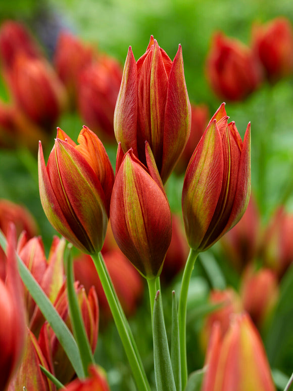 Red and orange Mara tulip close‑up