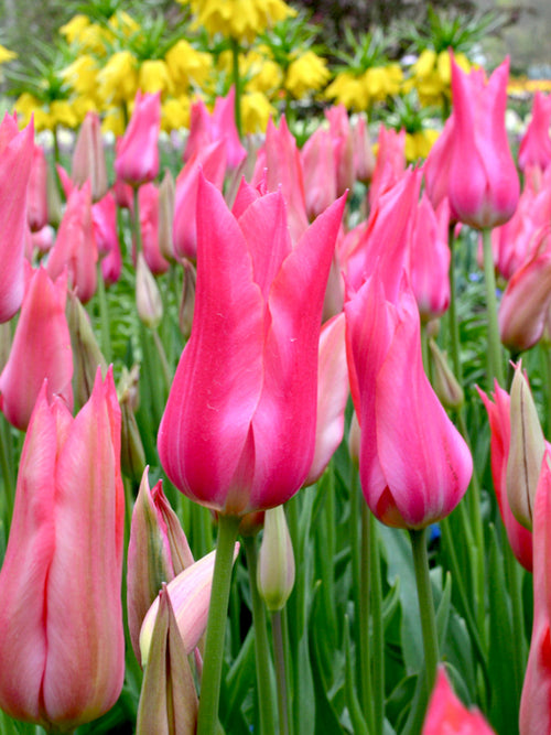 Tulip Bulbs Mariette