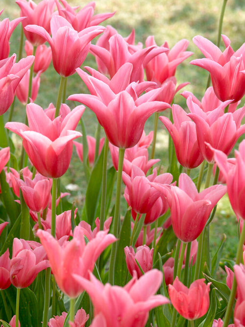 Tulip Bulbs Mariette