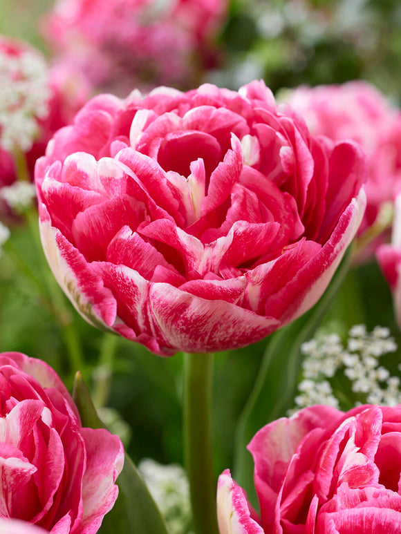 Soft cream and pink tulip petals