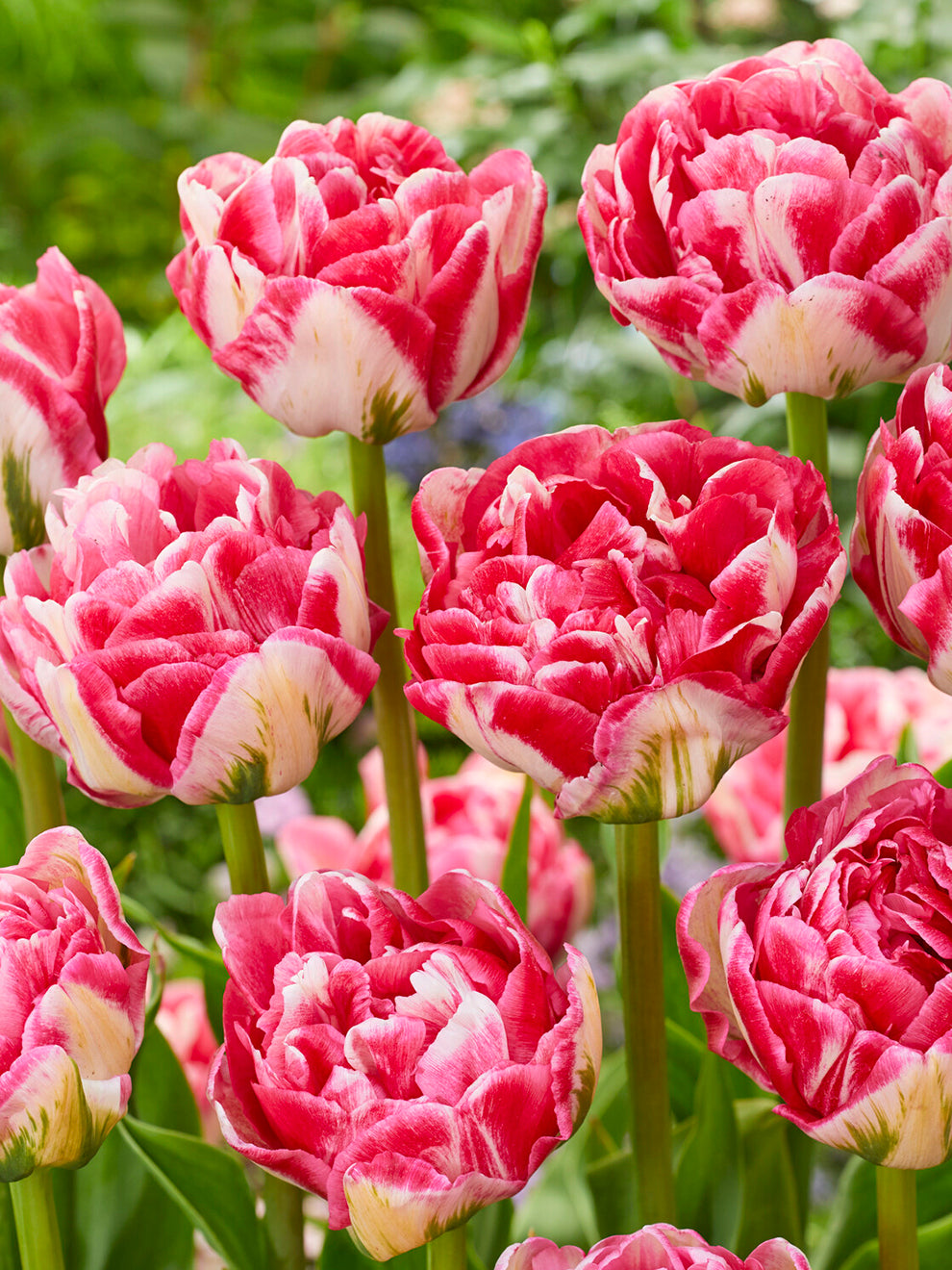 Tms Marshmallow Raspberry Tulip Marshmallow | Cream & Raspberry Pink Double Tulips | DutchGrown™