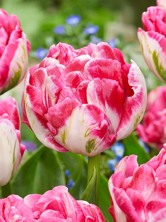 Tulip Marshmallow double blooms in spring UK delivery
