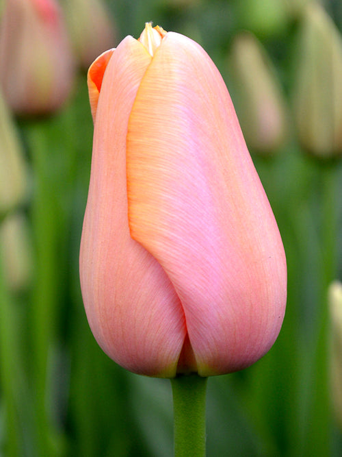 Tulip Bulbs - Menton - UK delivery