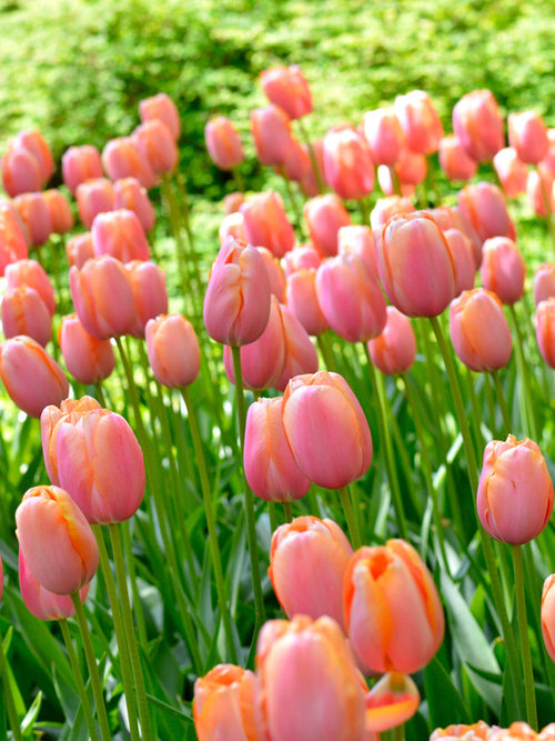 Tulip Bulbs Menton from Holland