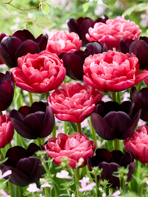 Tulip Bulbs Midnight Rose Collection