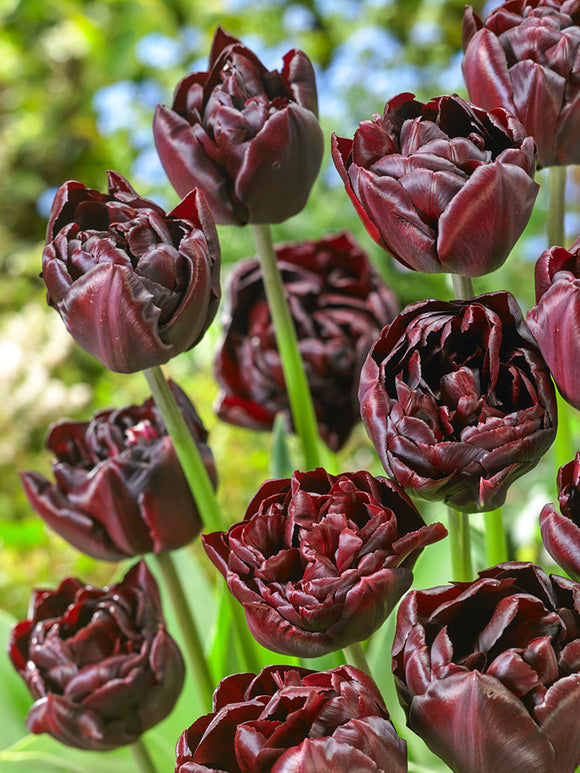 Tulip Mystery Dream bulbs for UK Shipping
