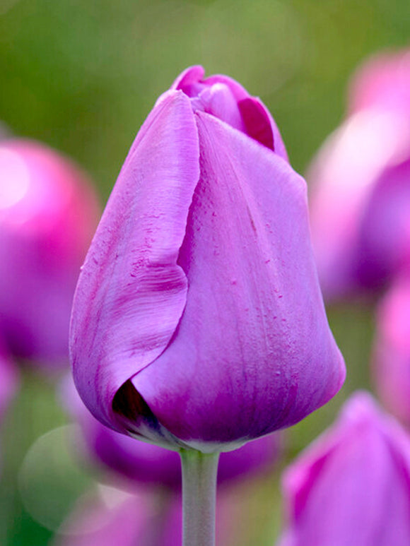 Tulip Negrita by DutchGrown Flower Bulbs