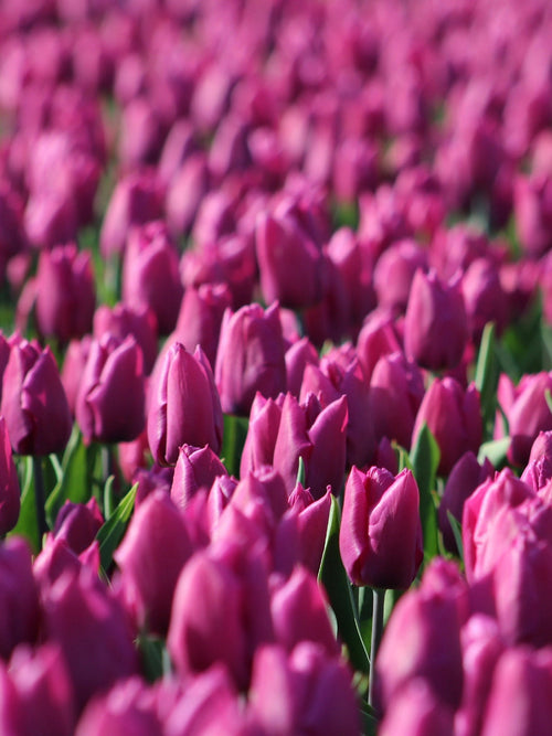 Tulip Negrita - Shipping from Holland to the UK