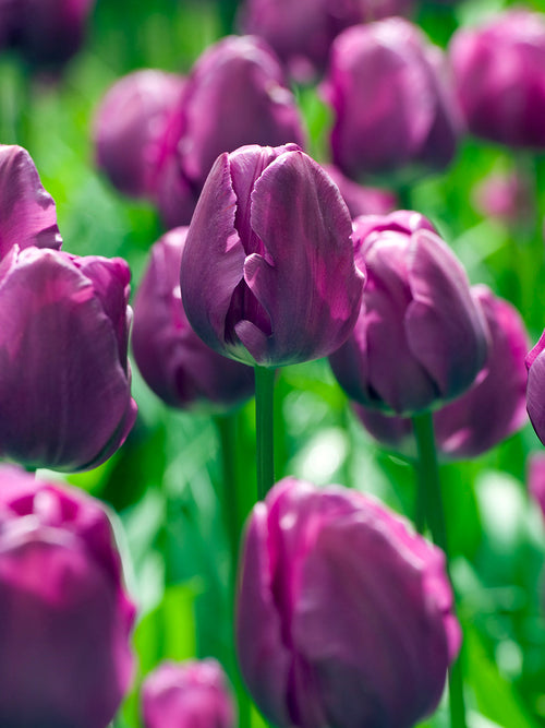 Tulip Negrita - Tulip Bulbs from Holland - UK Delivery