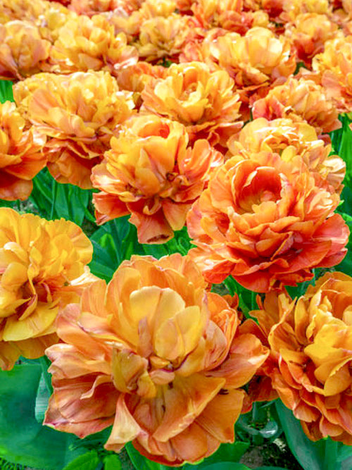 Tulip Bulbs Olivia