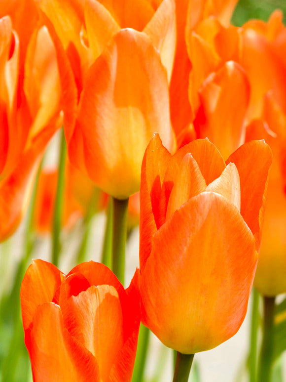 Tulip Fosteriana Orange Emperor - UK Delivery