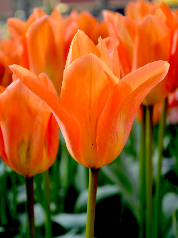 Buy Tulip Bulbs - Orange Emperor
