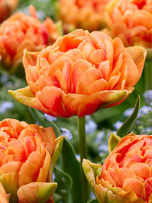 Tulip Orange Flavour