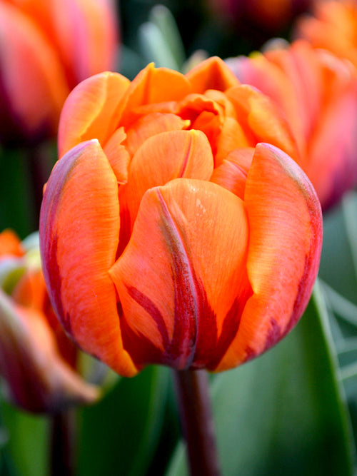 Tulip Flower Bulbs - Orange Princess - UK Shipping