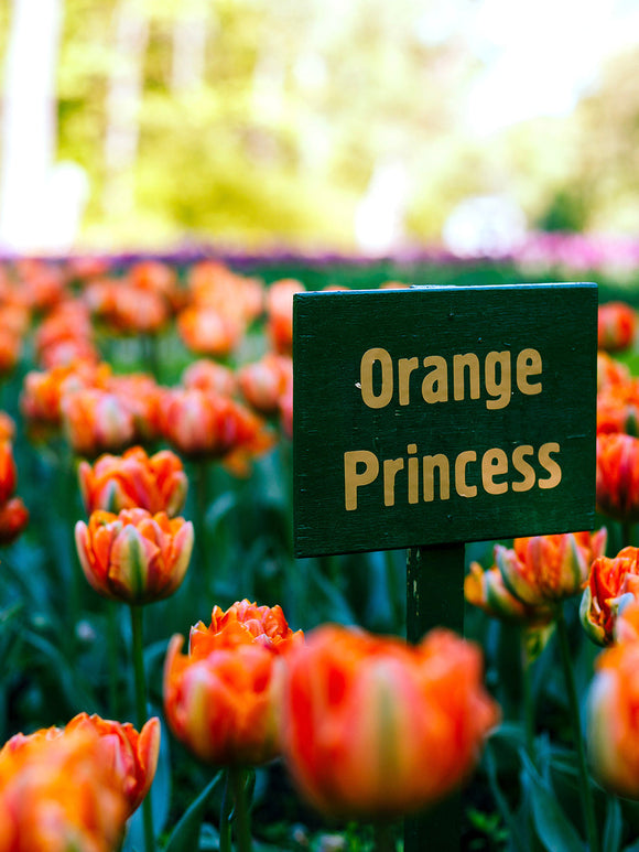 Tulip Bulbs - Orange Princess - Delivery UK