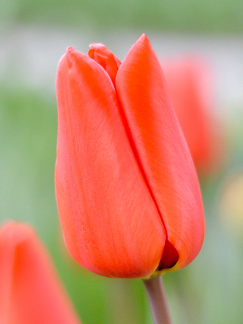 Large Orange Tulips - Tulip Bulbs shipping from Holland
