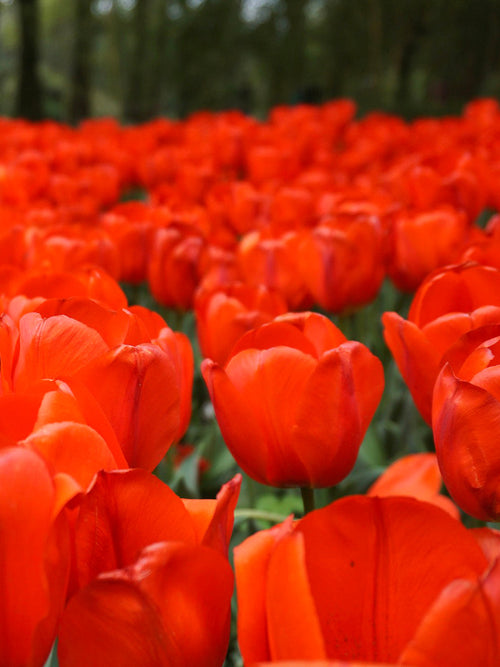 Tulip Orange XXL - Huge Orange Tulip from Holland - UK Shipping