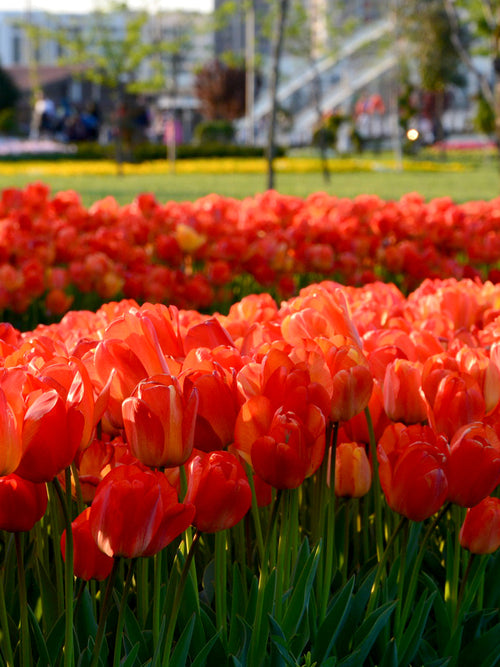 Tulip Orange XXL - Orange Darwin Hybrid Tulip Bulbs UK Delivery
