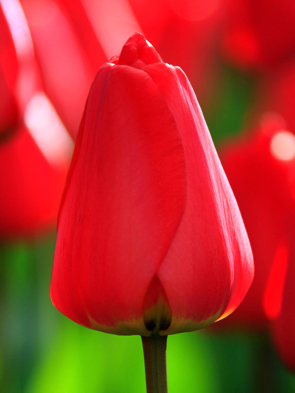 Red Tulip Bulbs Parade from Holland