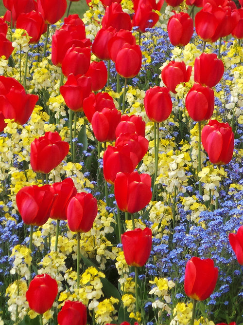 Buy Darwin Hybrid Tulip Bulbs Red Parade