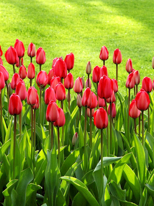 Red Jumbo Darwin Tulip Parade
