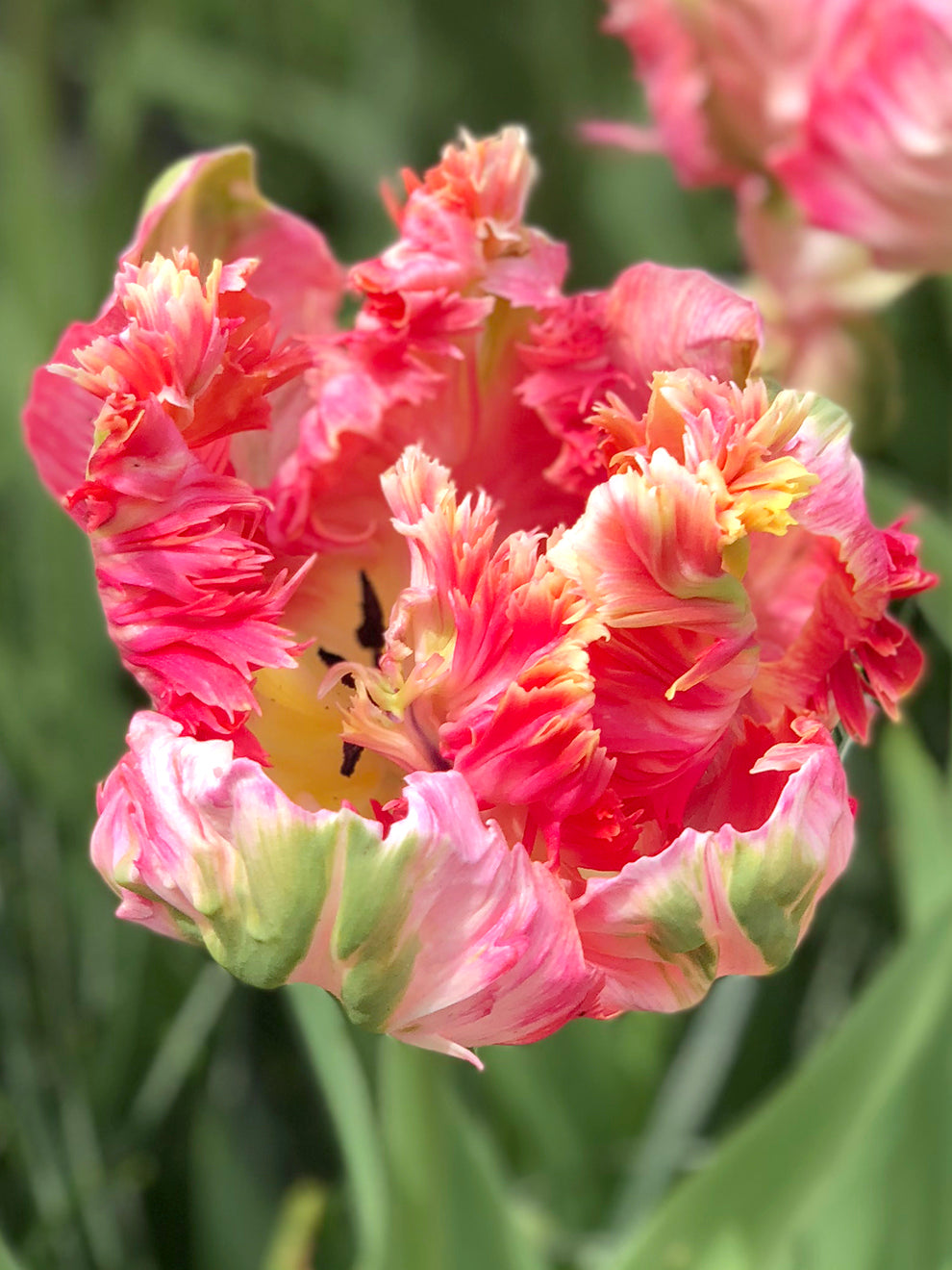 Tulip Parrot Vision