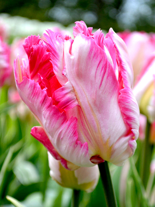 Tulip Bulbs Parrot Pink Vision