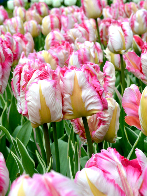 Tulip Bulbs Parrot Pink Vision