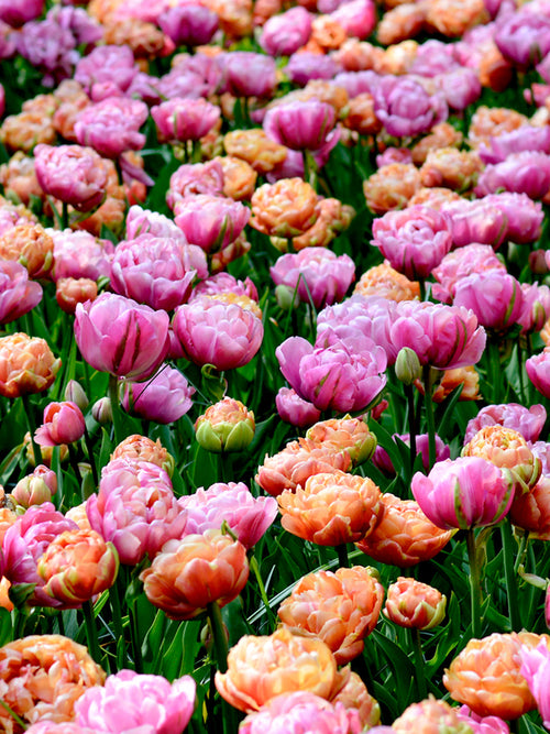 Buy Tulip Bulbs from Holland for delivery in the UK