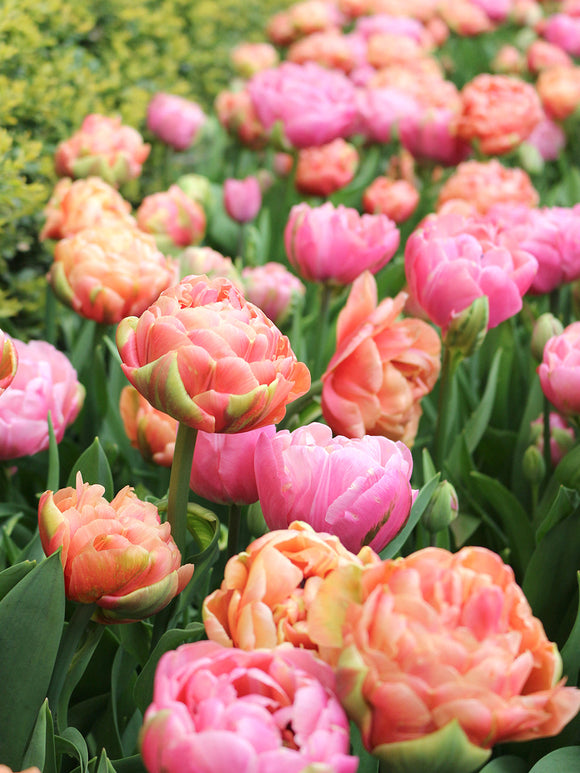 Buy Tulip Bulbs from Holland for delivery in the UK