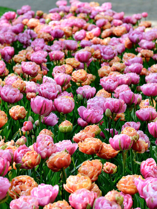Tulip Bulbs Peony Party Collection