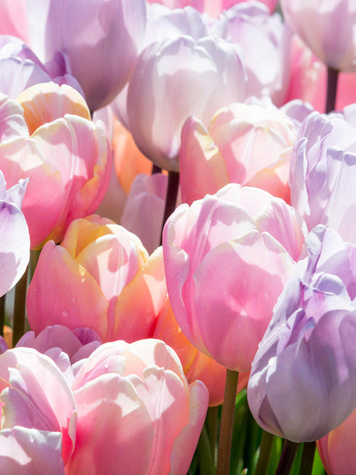 Tulip Perfect Pastel Collection - Tulip Bulbs - UK Delivery