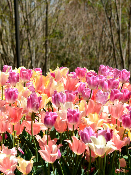 Pastel Coloured Tulip Bulbs