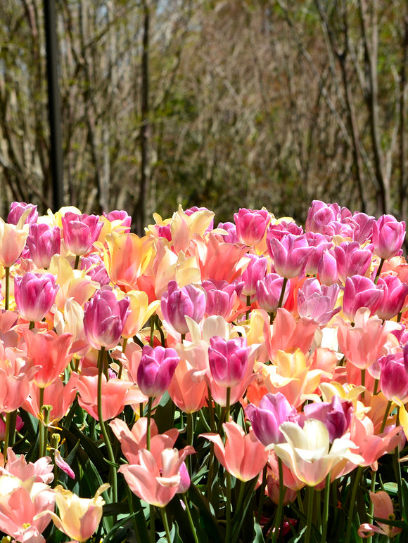 Pastel Coloured Tulip Bulbs