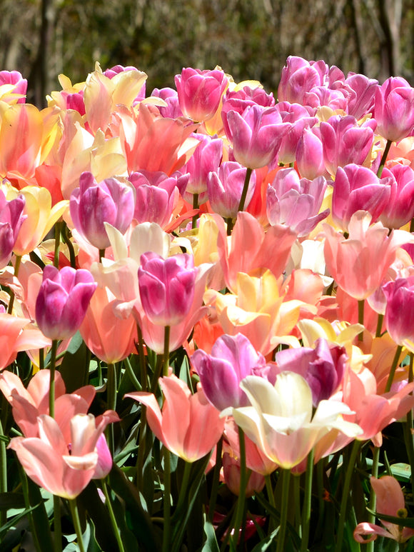 Pastel Coloured Tulip Bulbs