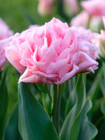 Tulip Perfect Wedding®