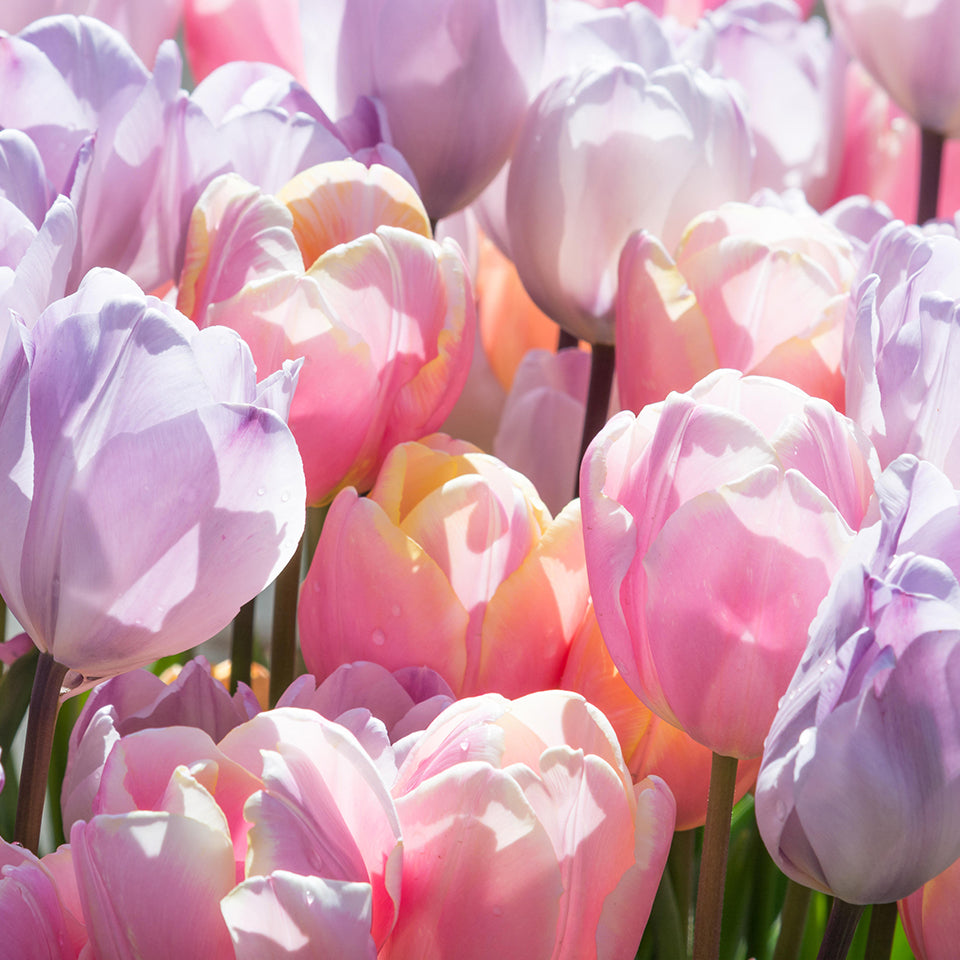 Tulip Perfect Pastel