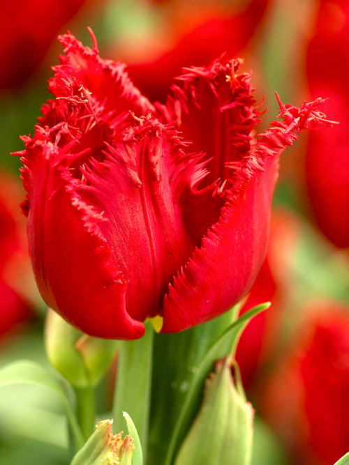 Red Fringed Tulip Bulbs Philly Belle