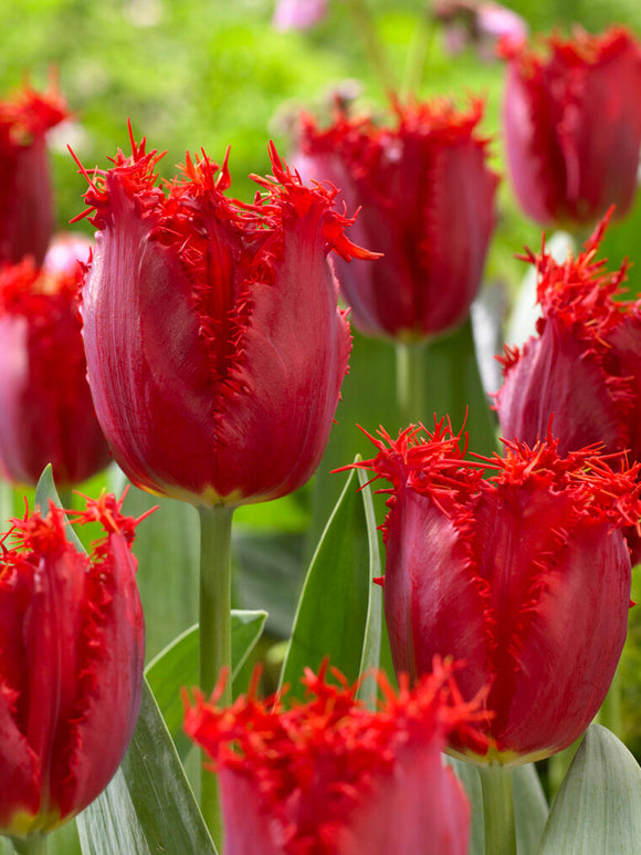 Red Fringed Tulip Bulbs Philly Belle