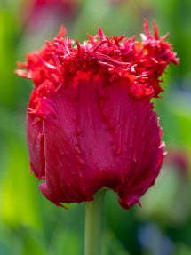 Tulip Philly Belle®