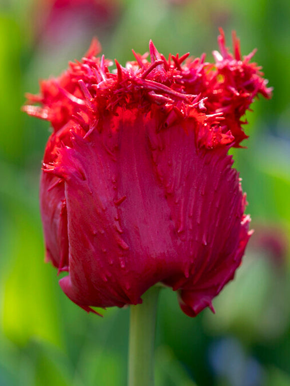 Red Fringed Tulip Philly Belle