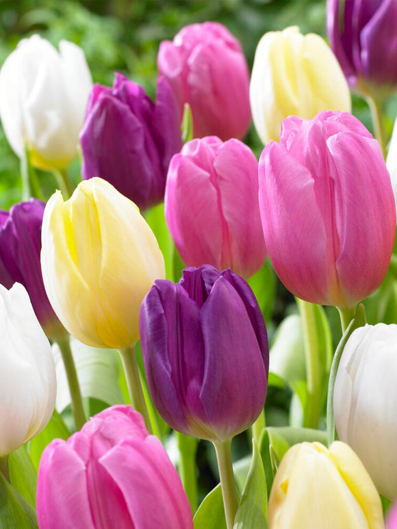 Purple and Yellow Pastel Coloured Tulip Bulb Mix