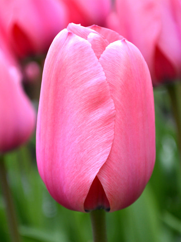 Tulip Pink Impression UK Delivery