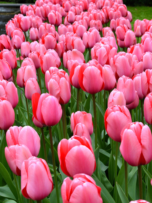 Tulip Pink Impression UK Delivery