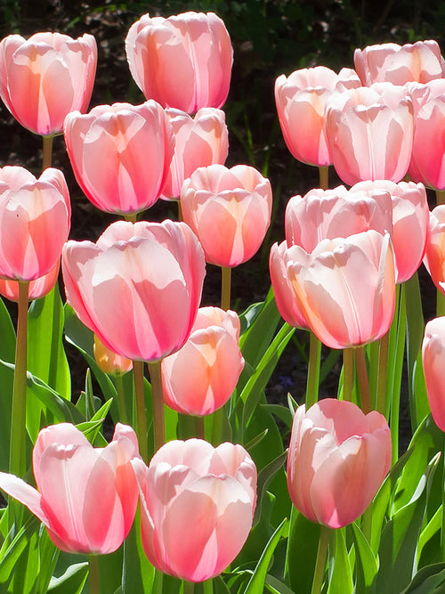 Darwin Tulip Bulbs Pink Impression UK Delivery