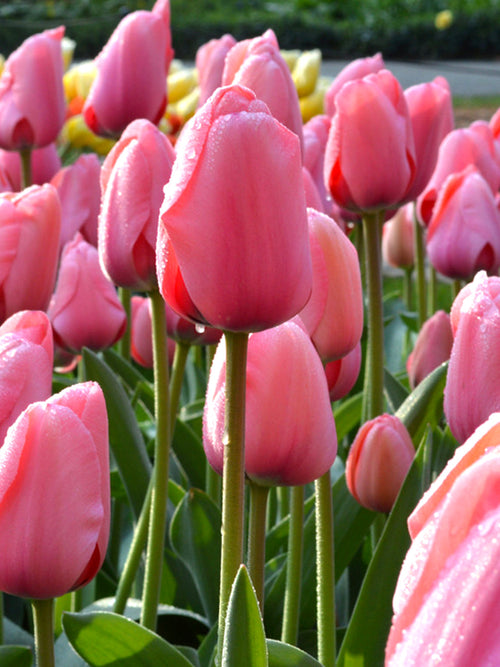 Darwin Tulip Bulbs Pink Impression UK Delivery