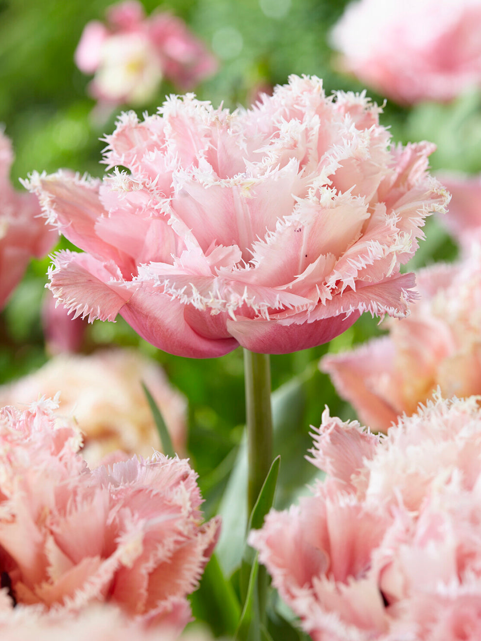 Pink Magic Roses Tulip Pink Magic Double Fringed | DutchGrown™