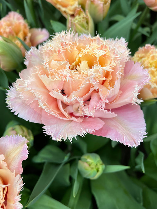 Tulip Pink Magic double fringed bloom