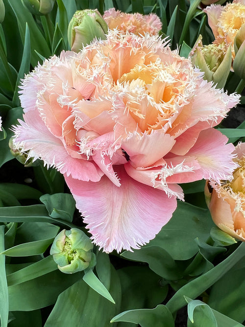 Blush pink fringed tulip flower