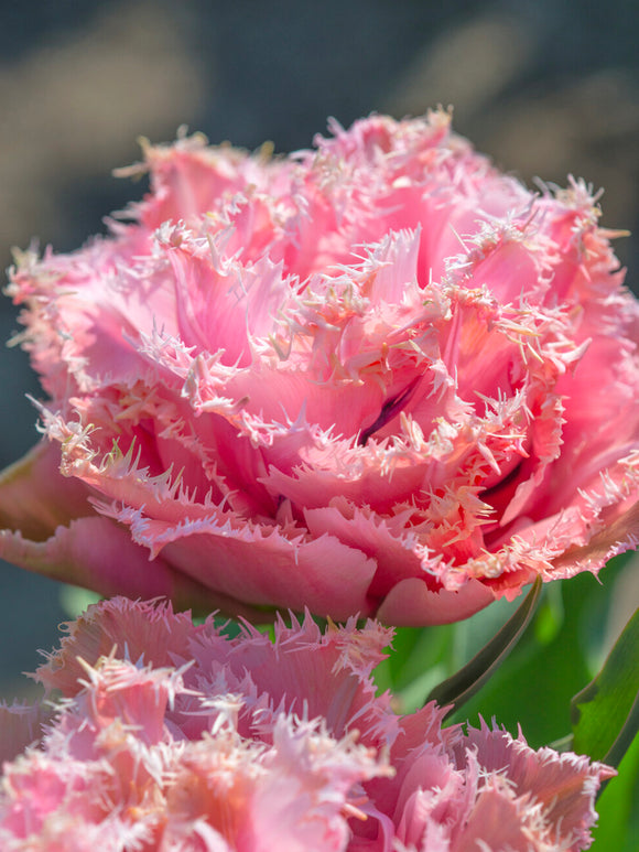 Blush pink fringed tulip flower